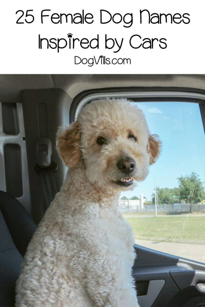 Looking for some super clever car-inspired dog names? Well put on your seat belt and start your engines! We've got 50 of them for you! Take a look!