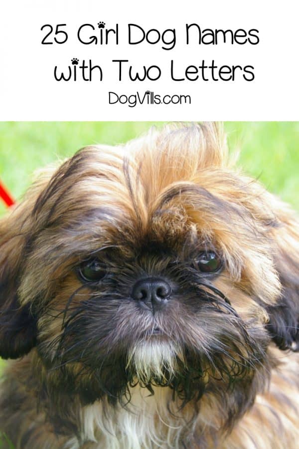 50 Beautiful Dog Names With Two Letters DogVills