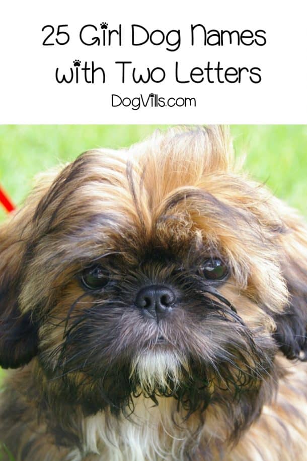 50 Beautiful Dog Names With Two Letters DogVills