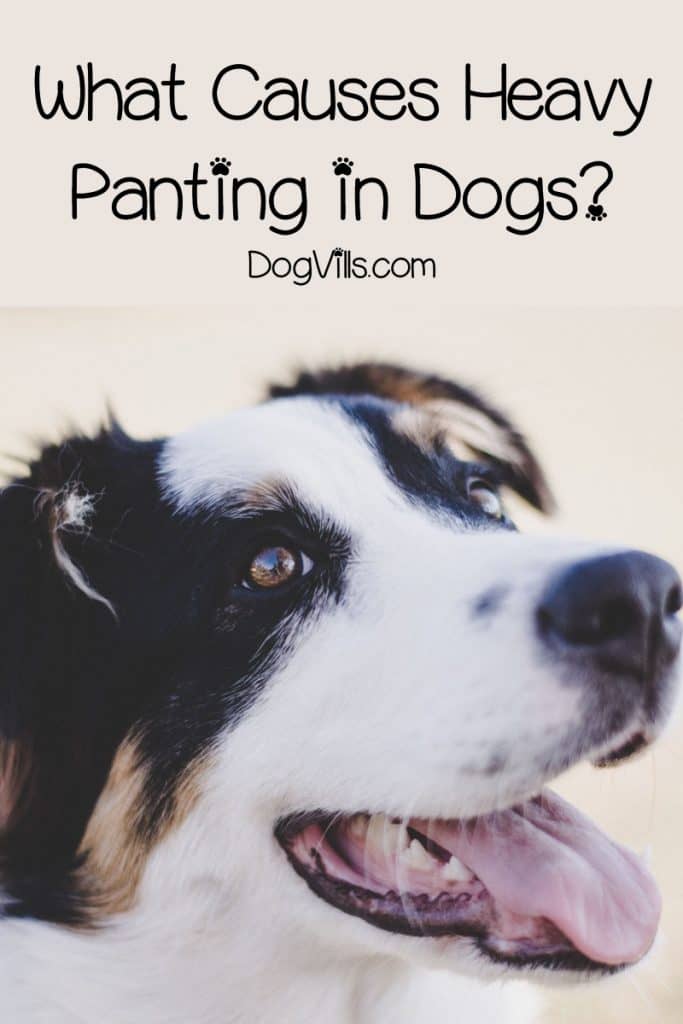 Why is my dog panting and restless? Knowing the causes of heavy panting in dogs can help you decide what to do. Read on to learn more.