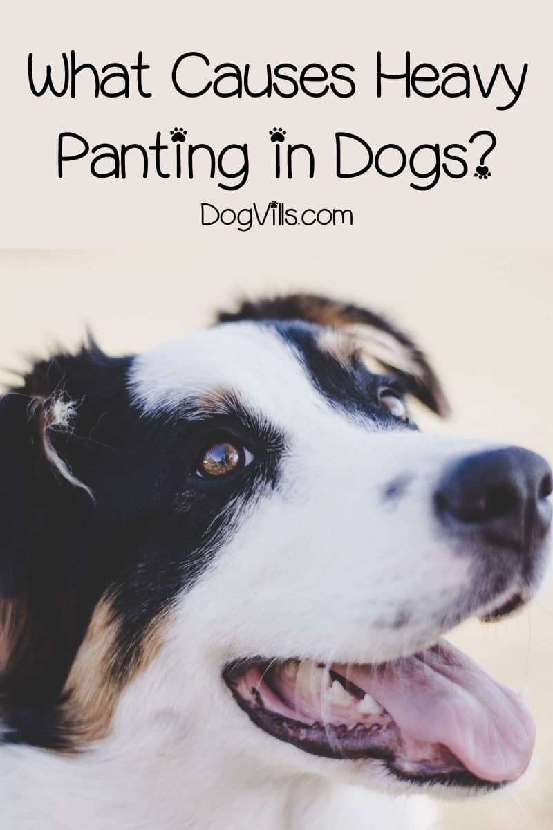 Why Is My Dog Panting and Restless?