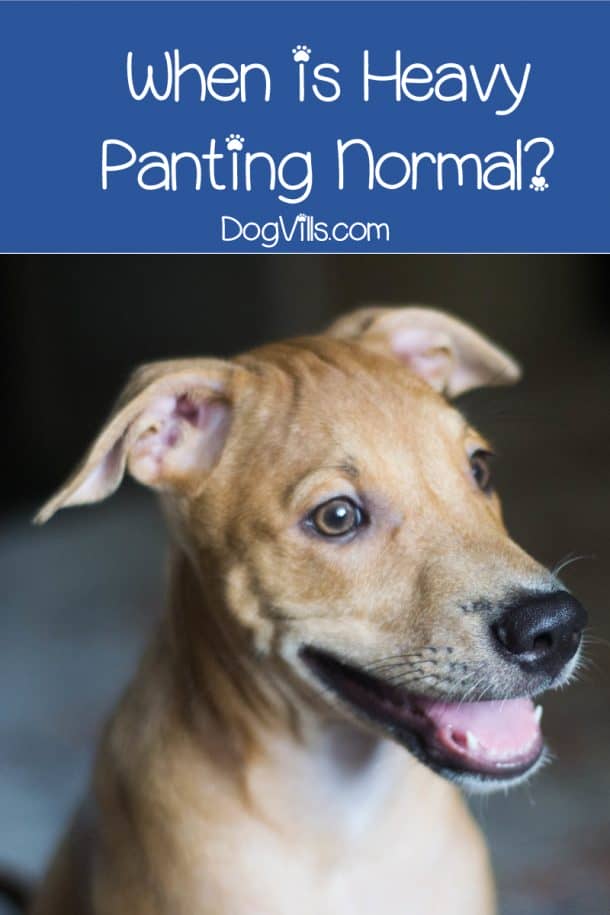 Why Is My Dog Panting and Restless?