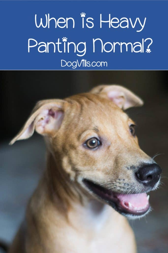 Why is my dog panting and restless? While sometimes it means nothing, sometimes, it's a symptom of some bad things happening inside our pooch. Read on to learn the difference.