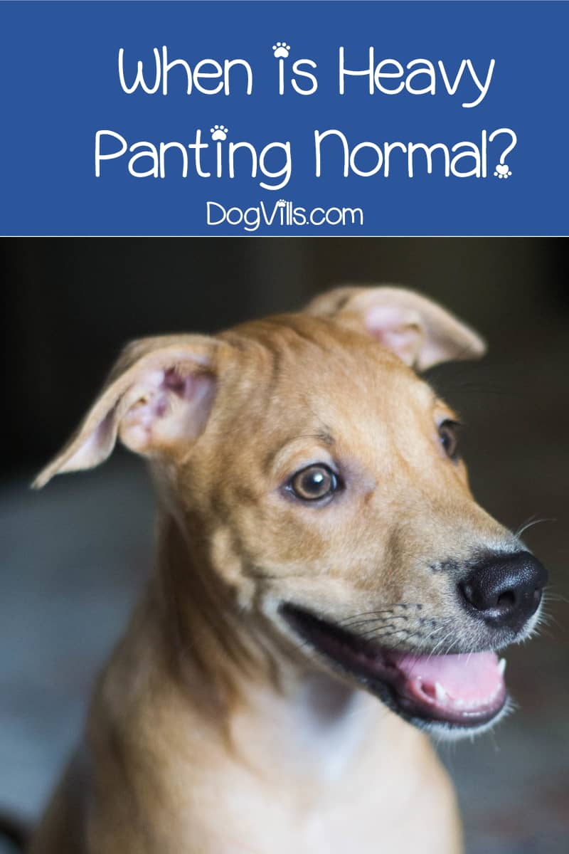 Why Is My Dog Panting and Restless?