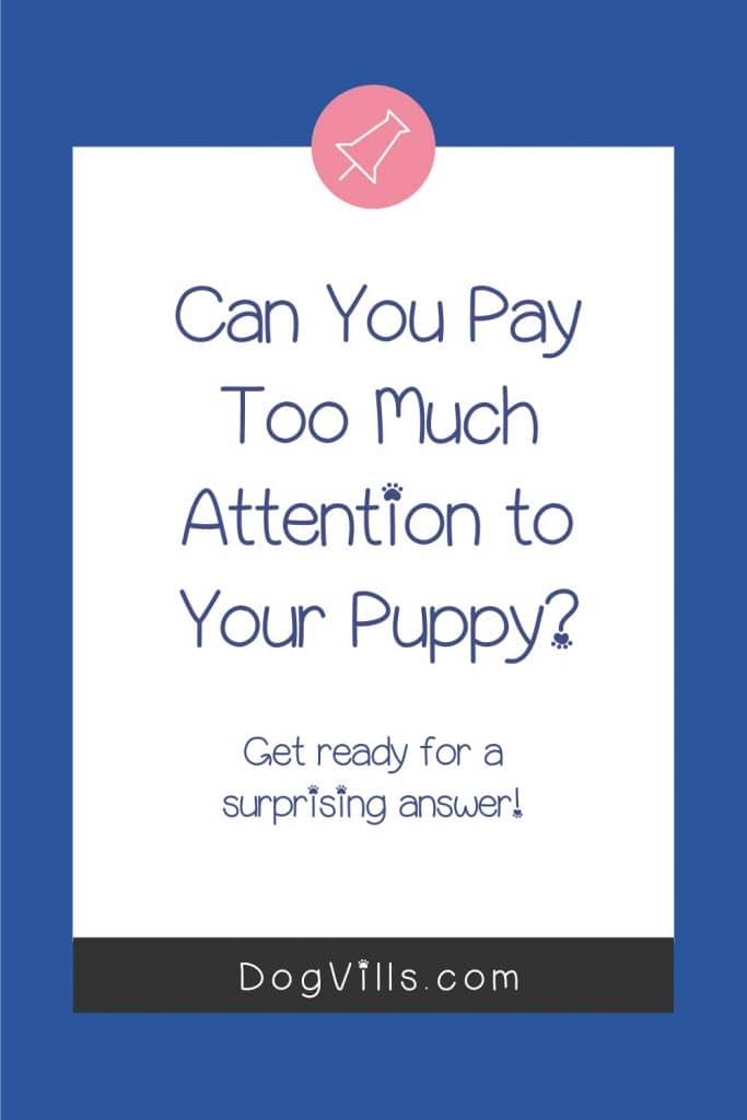 How much attention do puppies need a day? If you're worried that you're paying too much or too little attention to your new dog, read on to find out!