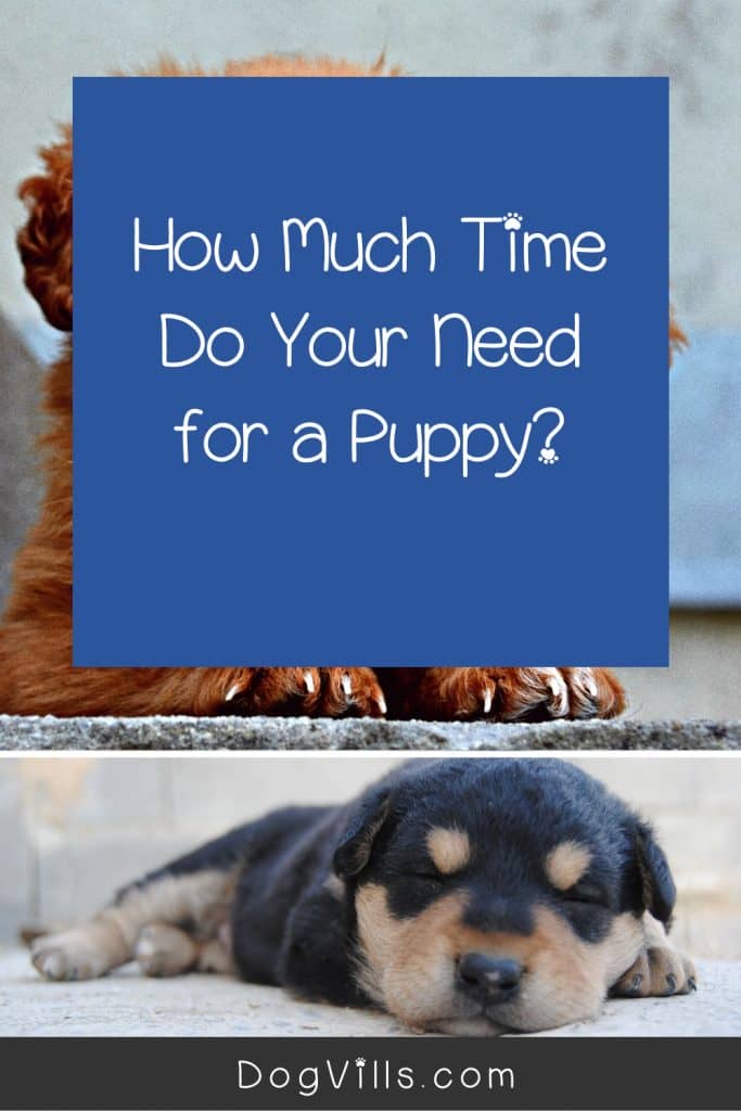 How much attention do puppies need a day? If you're worried that you're paying too much or too little attention to your new dog, read on to find out!