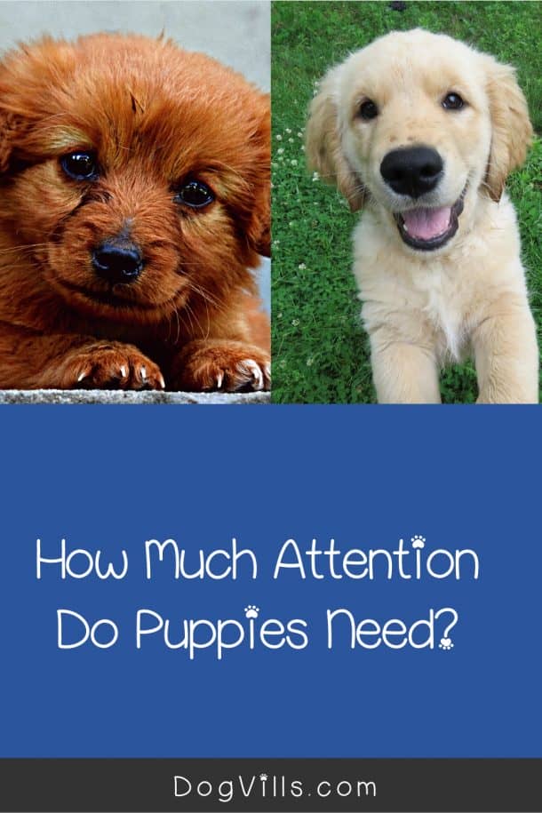 How Much Attention Do Puppies Need a Day? DogVills