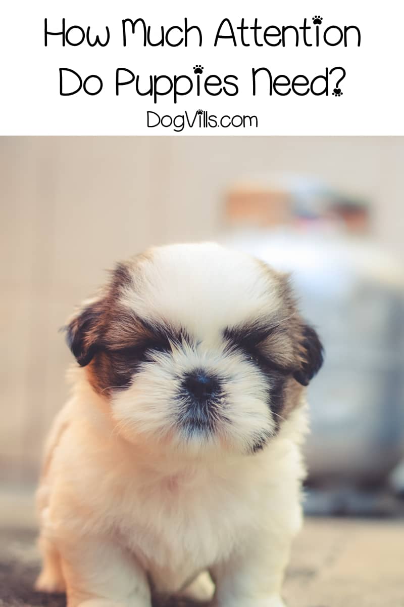 How Much Attention Do Puppies Need a Day?