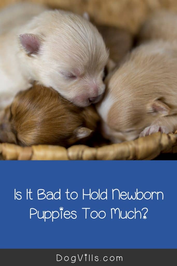 how do you know if newborn puppies are too hot