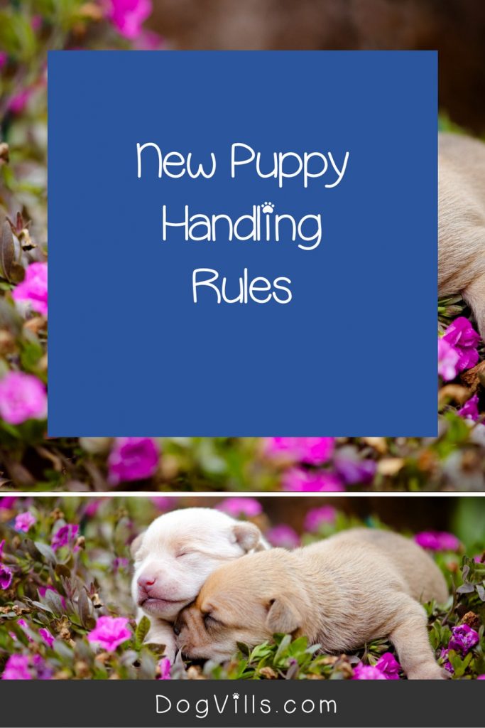 Are you wondering if it’s bad to hold newborn puppies too much? Worried mom will reject them? Read on for a few guidelines that will help you out!