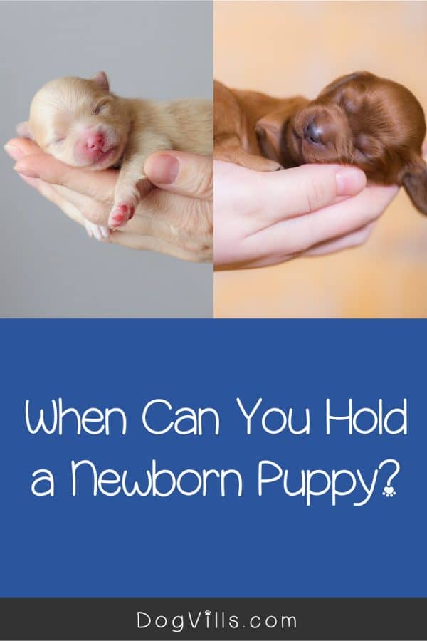 Is It Bad to Hold Newborn Puppies Too Much? DogVills