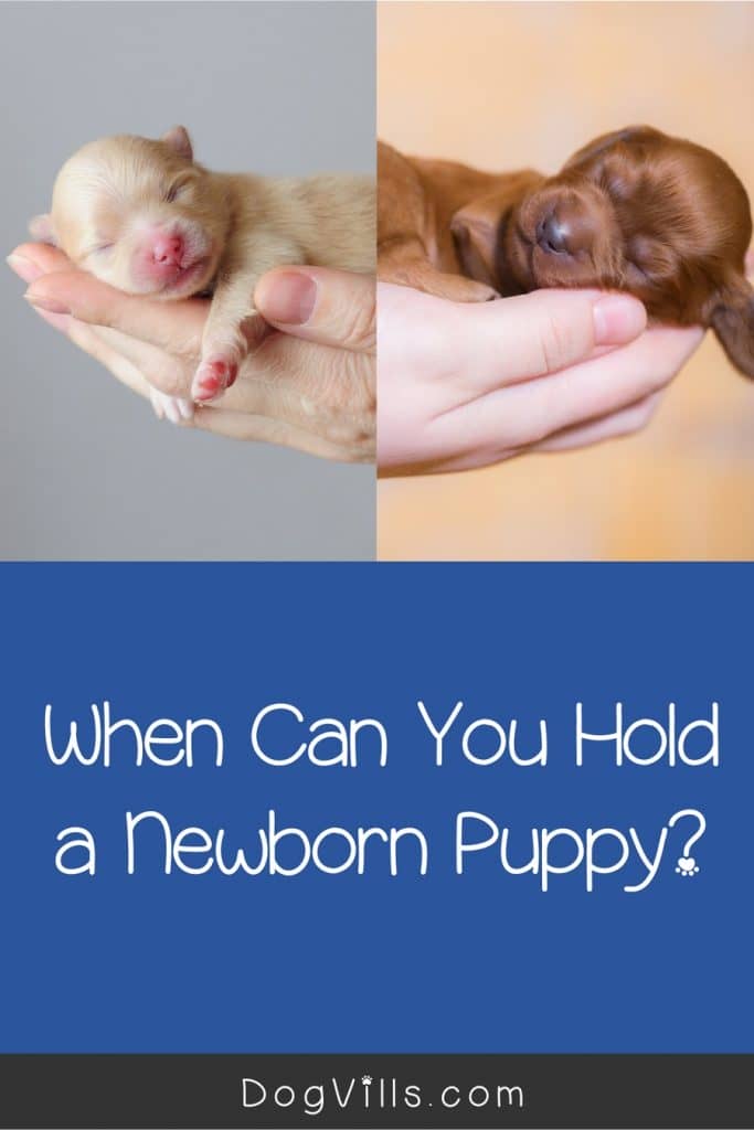 how do you know if newborn puppies are too hot