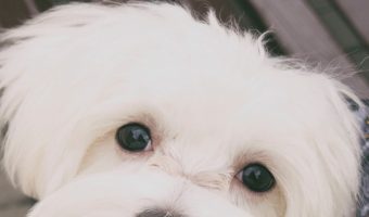 If you're looking for male Maltese dog names, you're going to love our list! We have 40 beautiful ideas inspired by the breed and their origin!