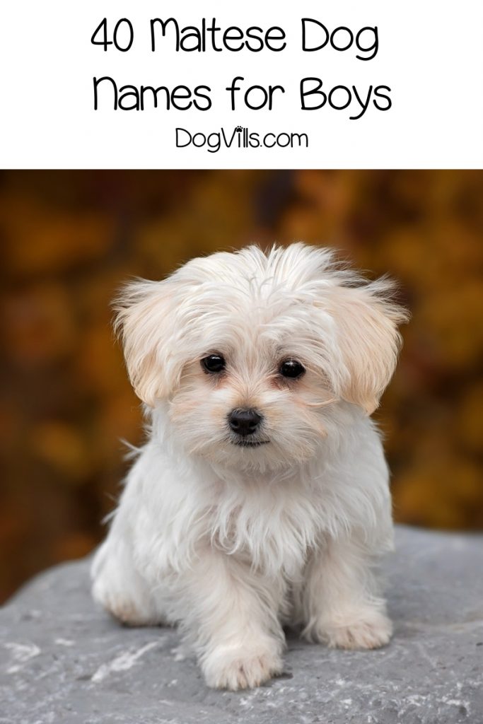 If you're looking for male Maltese dog names, you're going to love our list! We have 40 beautiful ideas inspired by the breed and their origin!