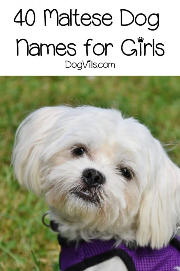 80 Beautiful Maltese Dog Names For Your New Pup DogVills