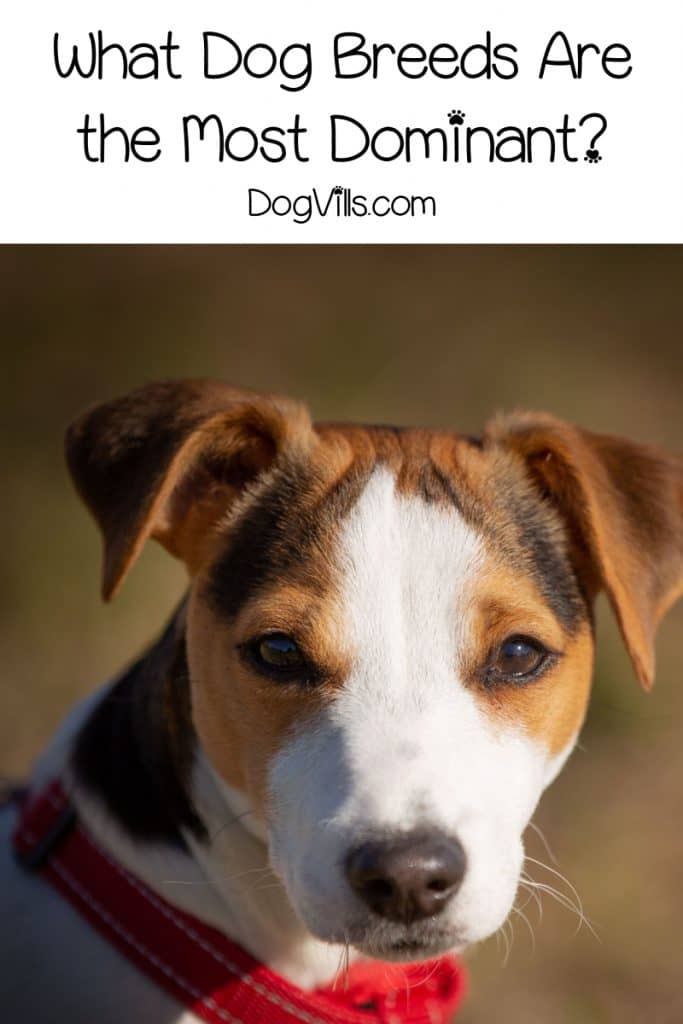 Wondering about the most dominant dog breeds? If you're becoming a first-time dog owner, you should be! Read on to learn which dogs are the bossiest!