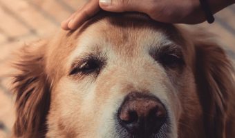 If you're worried about an older dog not eating, you're not alone. Read on to learn more about lack of appetite in older dogs and how to address it.