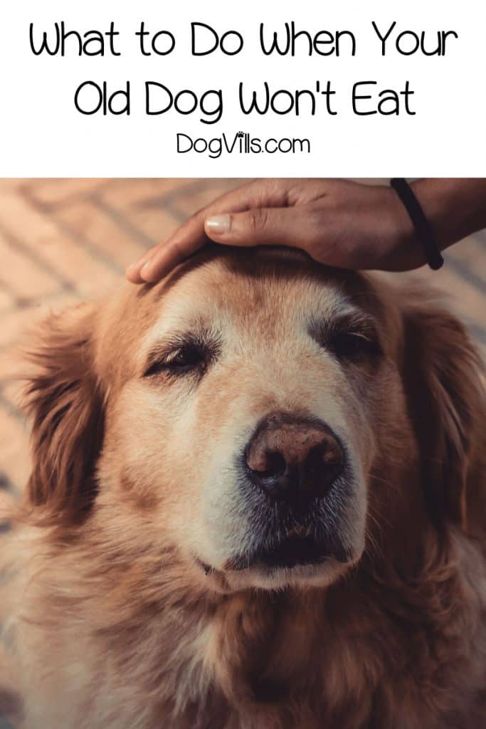 Dealing with an Older Dog Not Eating: Why it Happens & What to Do