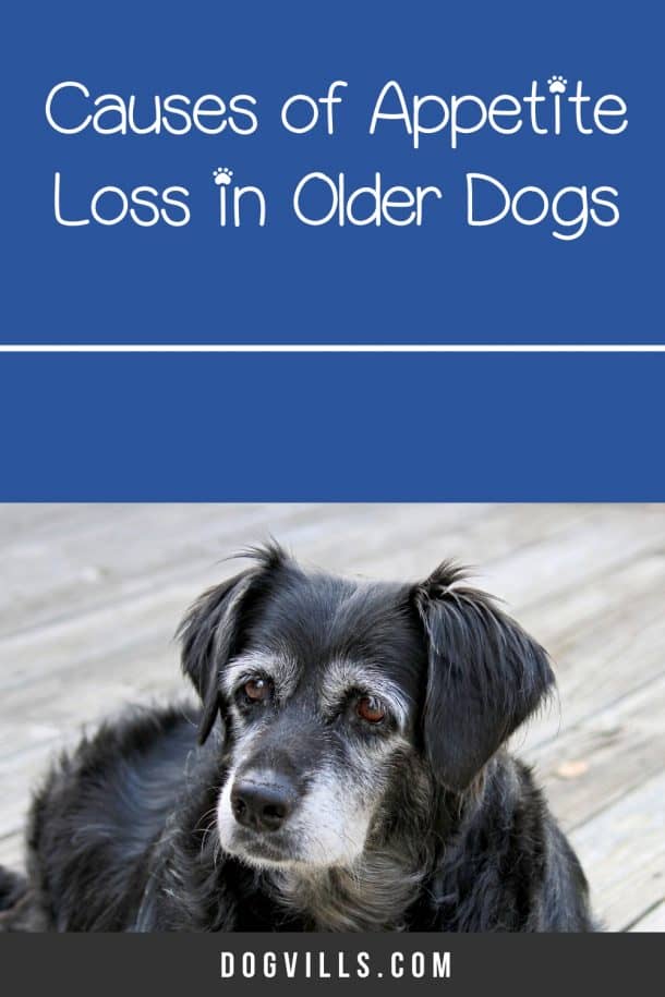 Dealing with an Older Dog Not Eating: Why it Happens & What to Do