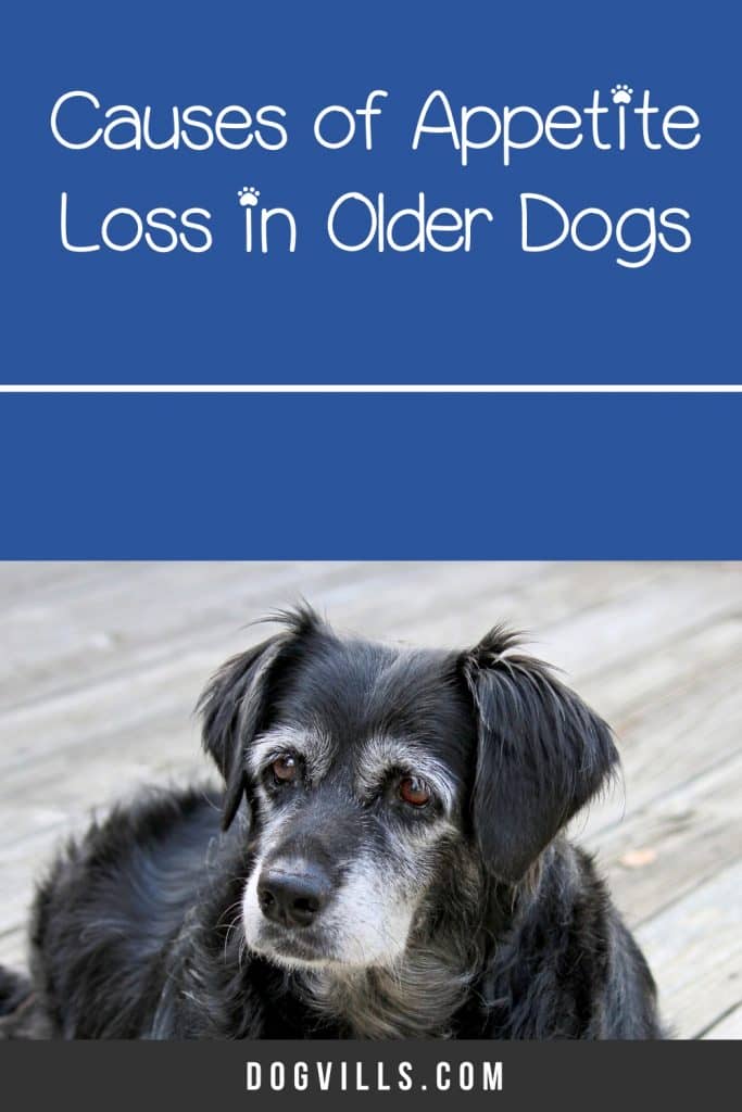 If you're worried about an older dog not eating, you're not alone. Read on to learn more about lack of appetite in older dogs and how to address it.