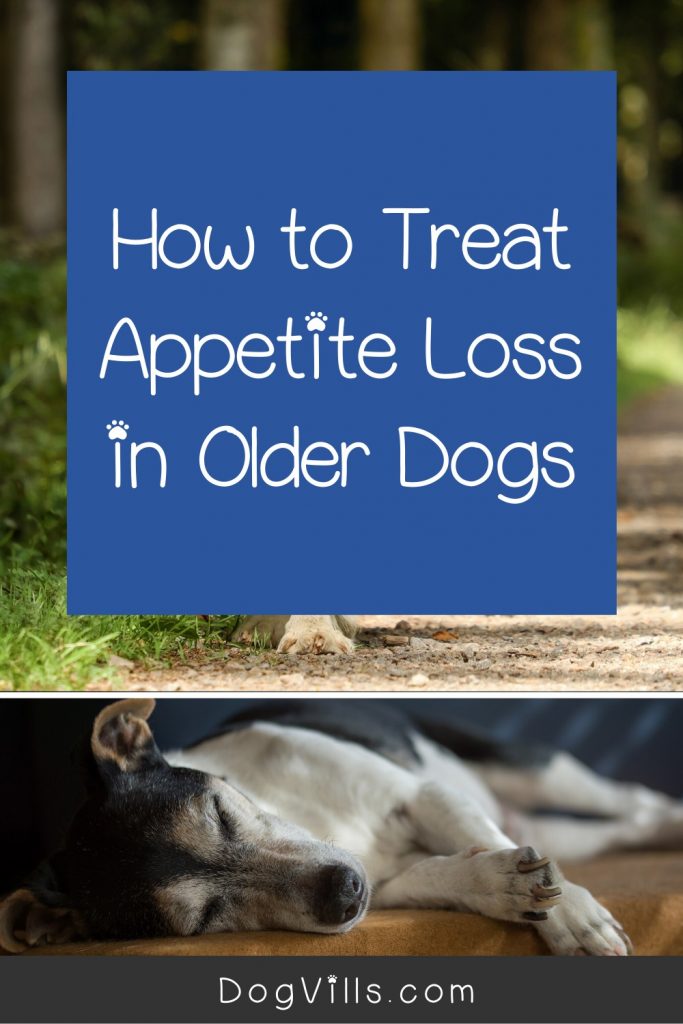 If you're worried about an older dog not eating, you're not alone. Read on to learn more about lack of appetite in older dogs and how to address it.