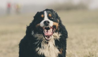 Are you looking for the best outdoor dog breeds? While all dogs need to spend time indoors with their families, these 7 breeds love being outside, too!