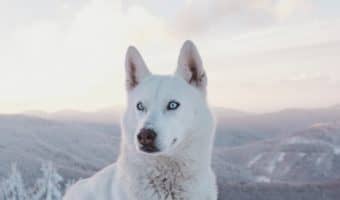 Do you want to know which the best pack dog breeds are? Maybe you're curious which dogs can handle living in a multiple dog house? Read on to find out!