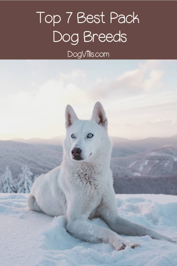 7 Best Pack Dog Breeds DogVills