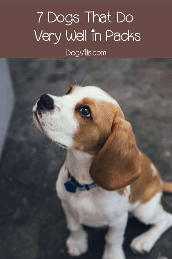 Do you want to know which the best pack dog breeds are? Maybe you're curious which dogs can handle living in a multiple dog house? Read on to find out!