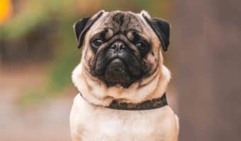 Did I hear you say that you’re looking for pug dog names? Well, you’re in luck! We’ve got 66 of them for you! Check them out!