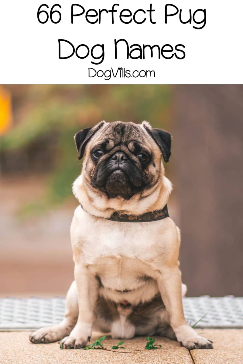 best female pug names