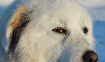 Shopping for the best dog beds for a Great Pyrenees? Check out our top 10 picks! With everything from orthopedic to chew-proof, you'll find the perfect bed!