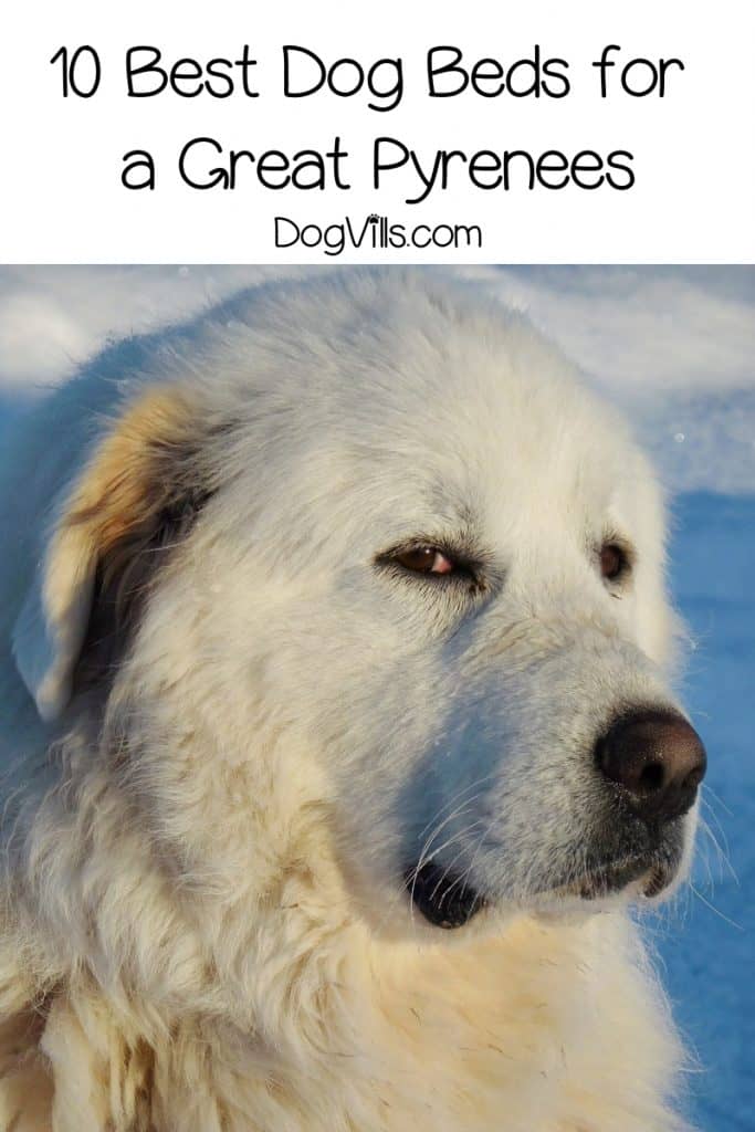 great pyrenees hip dysplasia