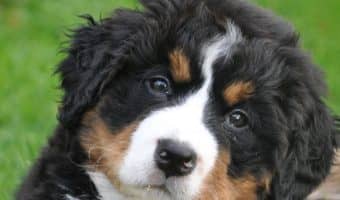 Do you want to know which the best outdoor dogs for hiking are? Read on for 7 breeds that absolutely love exploring the great outdoors with you!