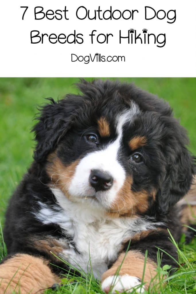 7 Best Outdoor Dogs for Hiking DogVills