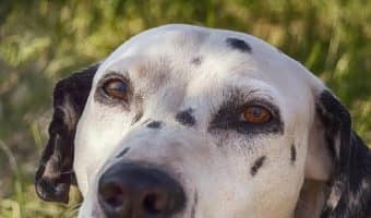Are you looking for the best dogs for road trips? Check out the 9 best travel companion dogs that will never complain when you hit the road.