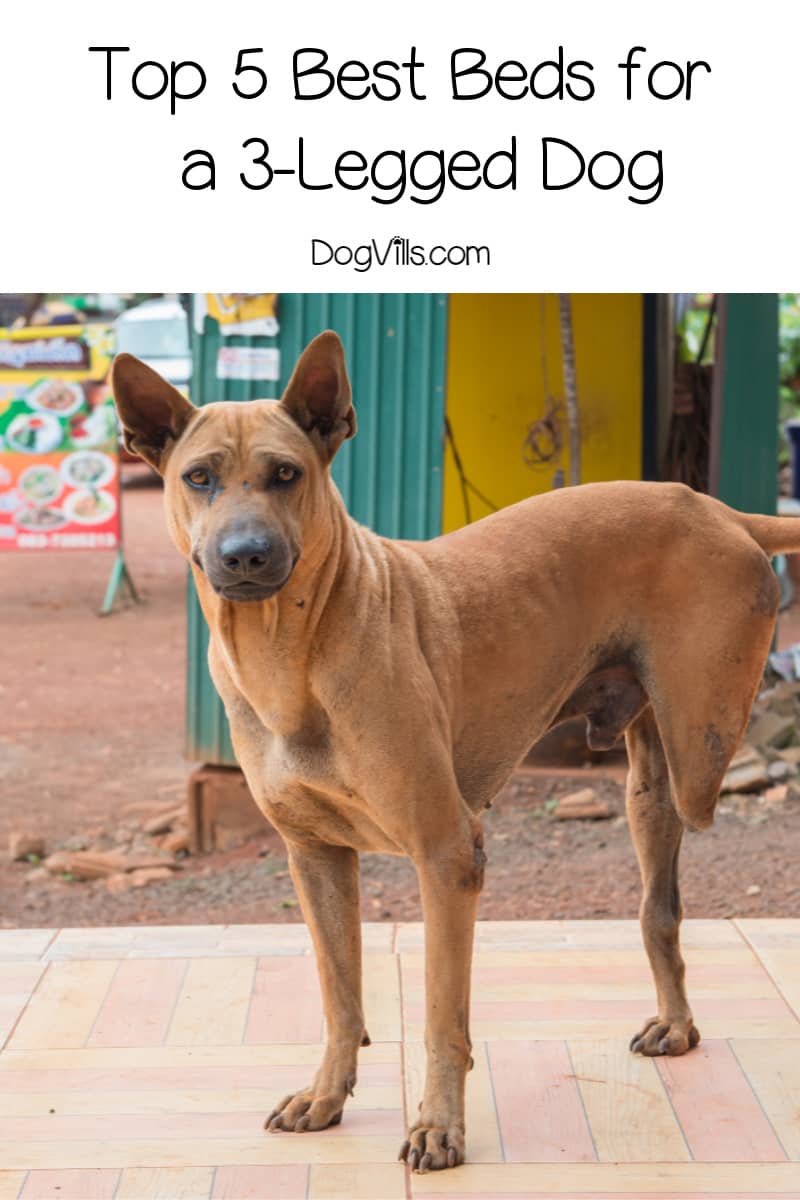 Top 5 Best Dog Beds For Three Legged Dogs Http Www Dogvills Com