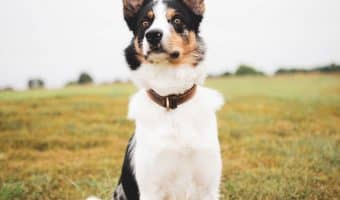Searching for the best truck dog bed so Fido can join you on your journeys? Check out 6 great options for everything from SUVs to tractor trailers!
