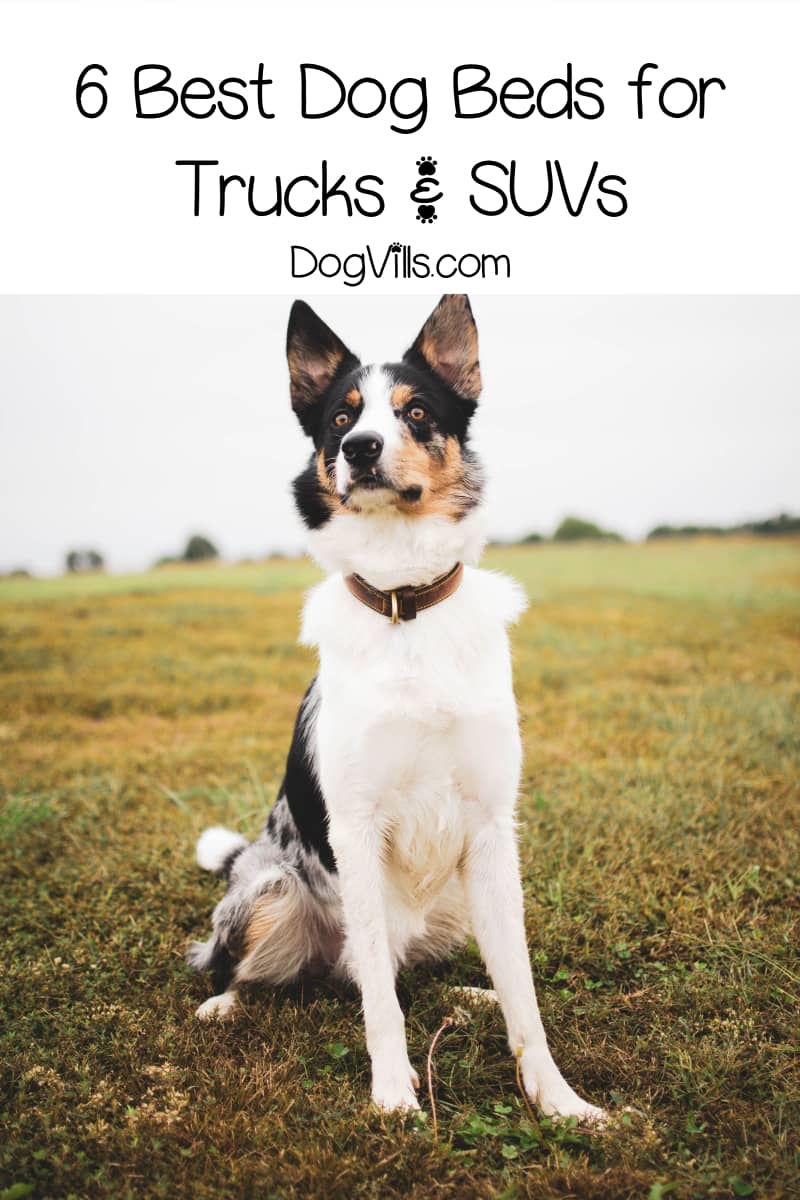 6 Best Truck Dog Beds For Your On The Go Lifestyle