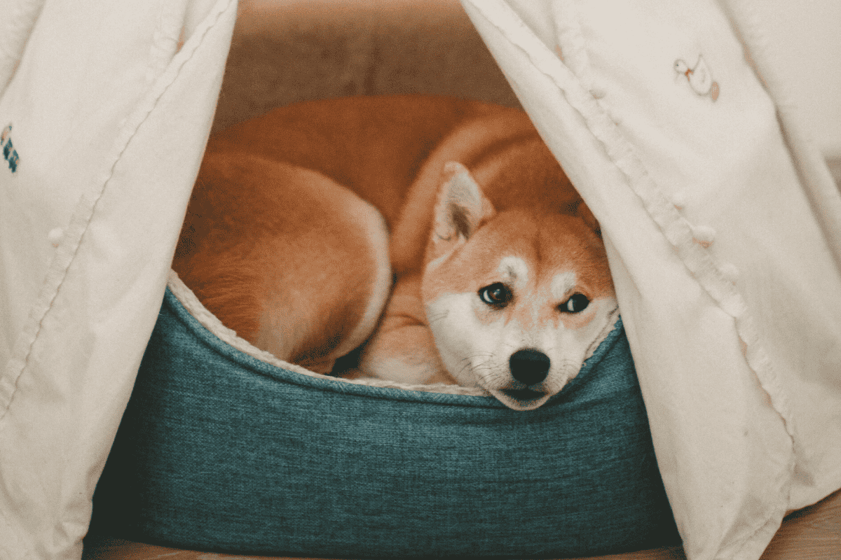 Top 5 Best Cave (Enclosed) Dog Beds DogVills