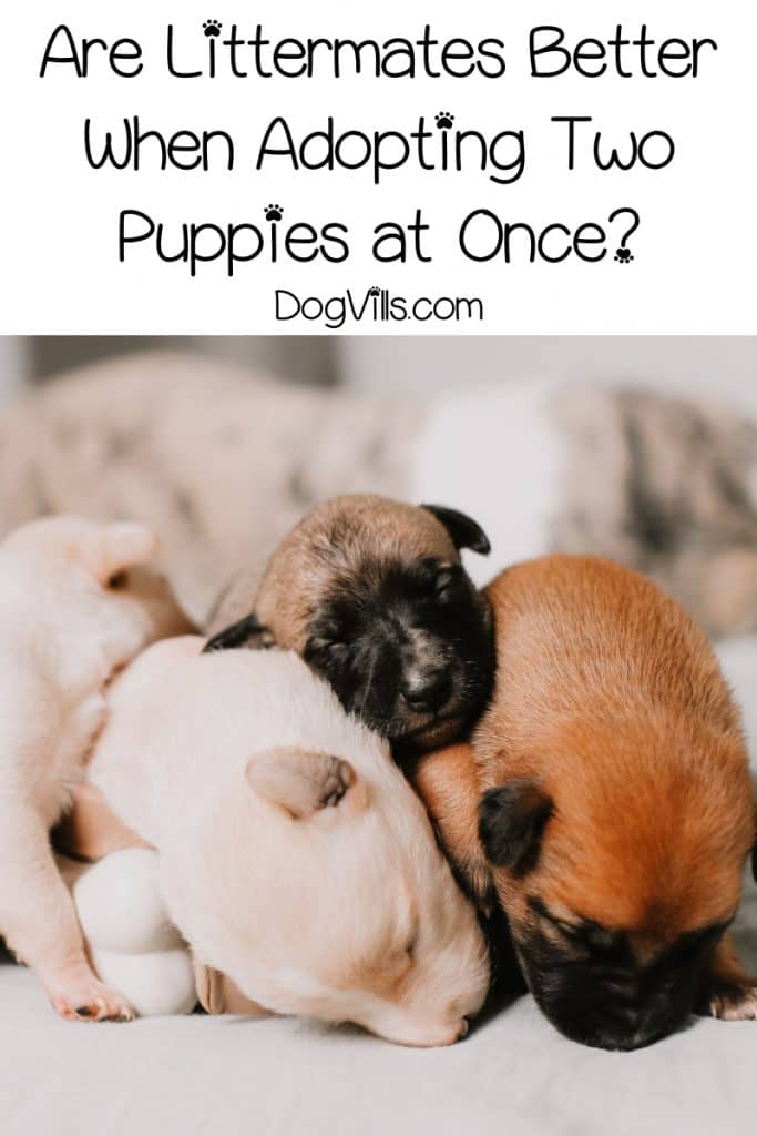 Do the two puppies have to be related when you adopt multiple dogs at once?