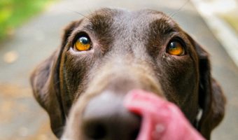 Today, we're going to talk about dog food alternatives for those times when your usual brand is gone. Read on for general tips and specific ideas.