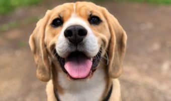 cute food names for dogs