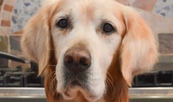 Are you wondering how to tell if your dog respects you? Let’s look at 7 signs that he values and trusts you as a worthy leader.