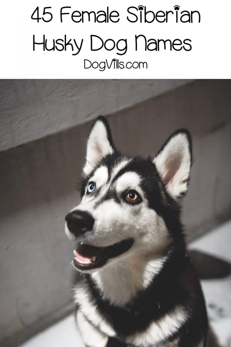 90 Spectacular Siberian Husky Dog Names DogVills