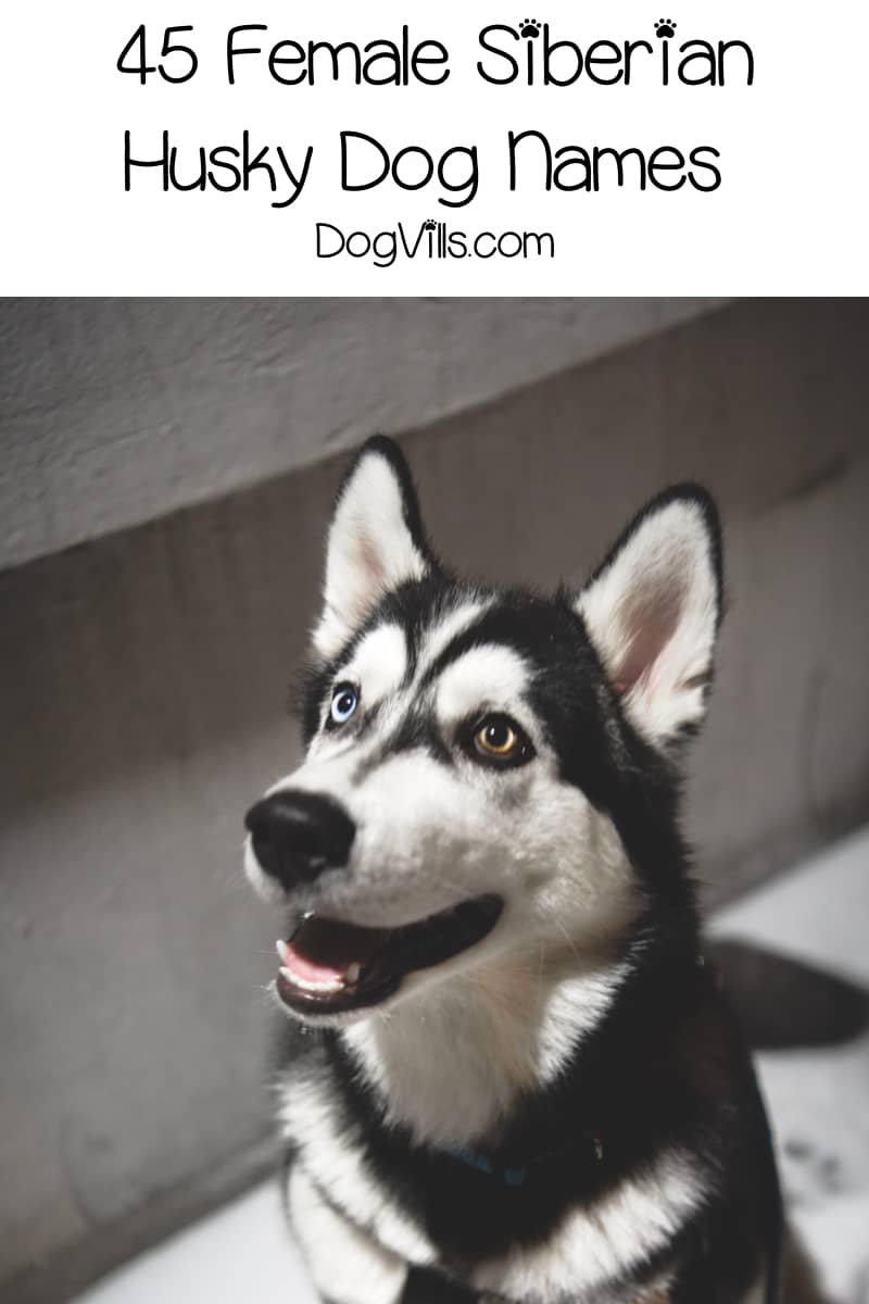 90 Spectacular Siberian Husky Dog Names DogVills