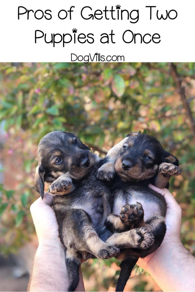 What are the benefits of getting two puppies at once? Find out!