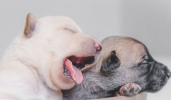 Getting two puppies at once has many pros and cons. It's important to understand the pros and cons of getting two puppies together before making that move.