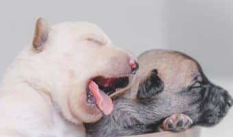 Getting two puppies at once has many pros and cons. It's important to understand the pros and cons of getting two puppies together before making that move.