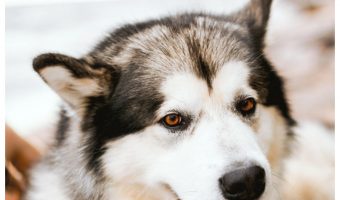 If you're looking for some really fantastic Siberian Husky dog names, get ready to be inspired! Check out 90 that we love, inspired by their origins, wolf-like appearance and more!